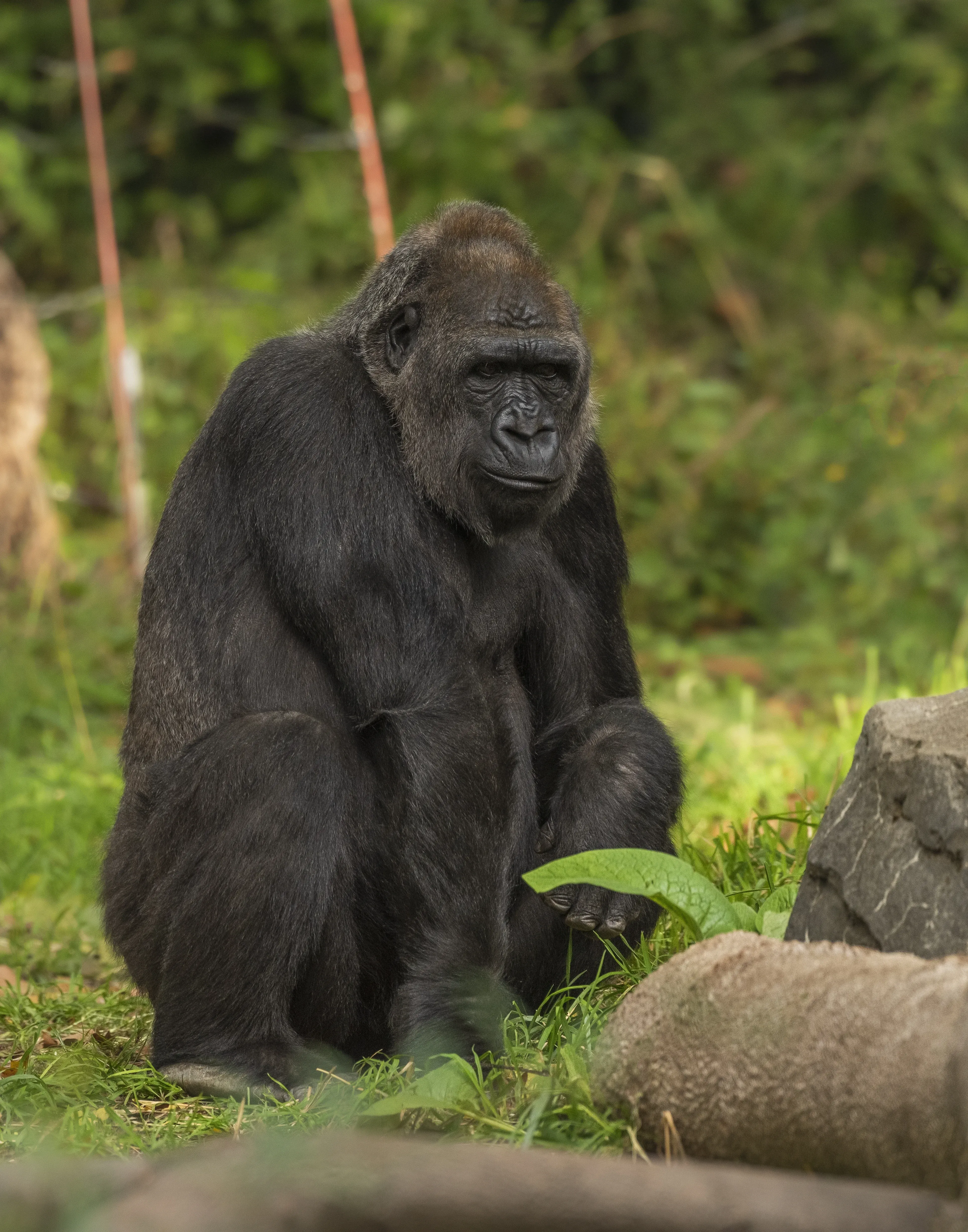Gorilla trekking briefing